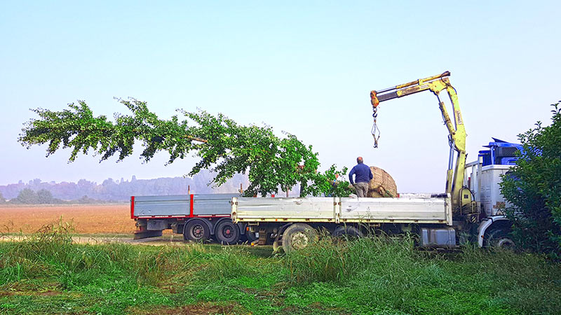 trasporto grandi alberi adulti