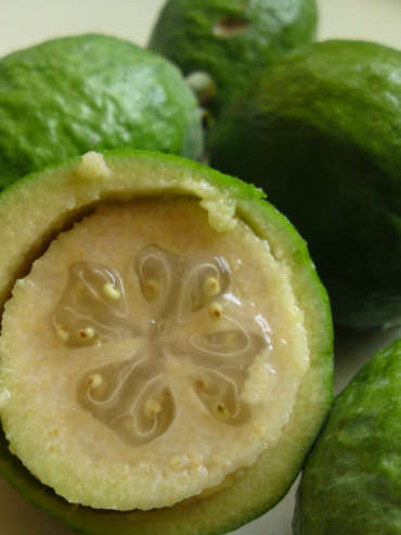 frutto-feijoa.jpg
