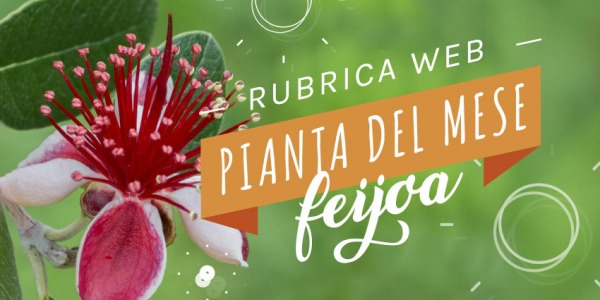 La pianta del mese: La feijoa