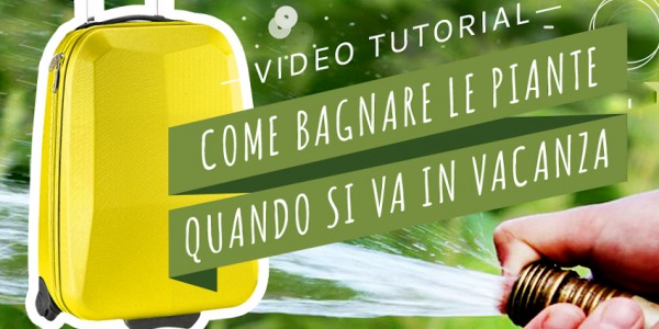 Come bagnare le piante in vaso durante le vacanze?