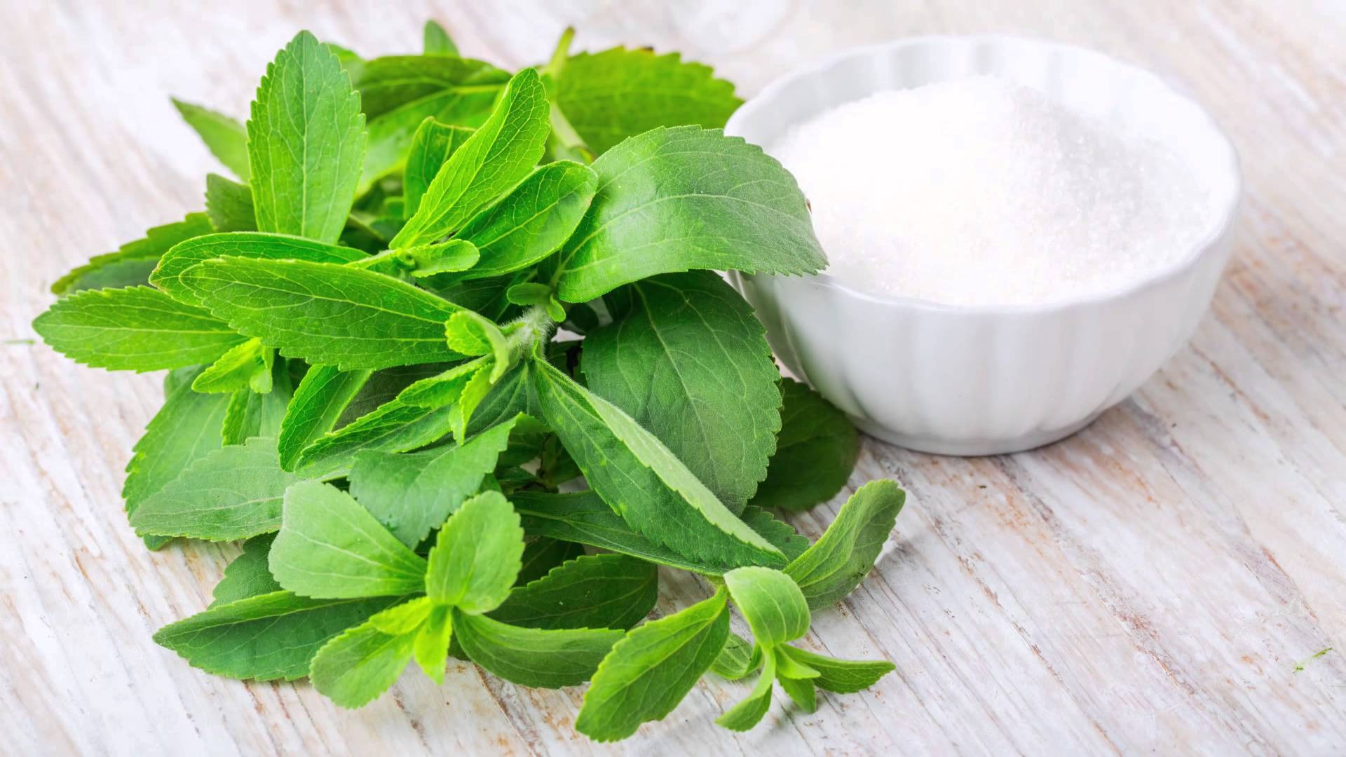 Stevia, proprietà della pianta Ambrogioitalia Srl